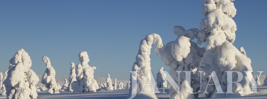 January Facebook cover template, winter forest, trees in the snow