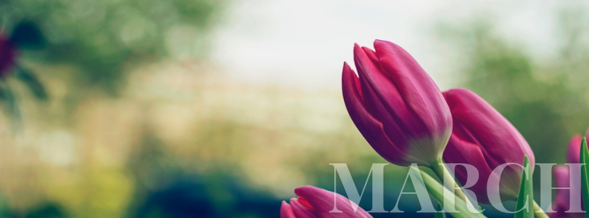 March Facebook cover template, tulips photo