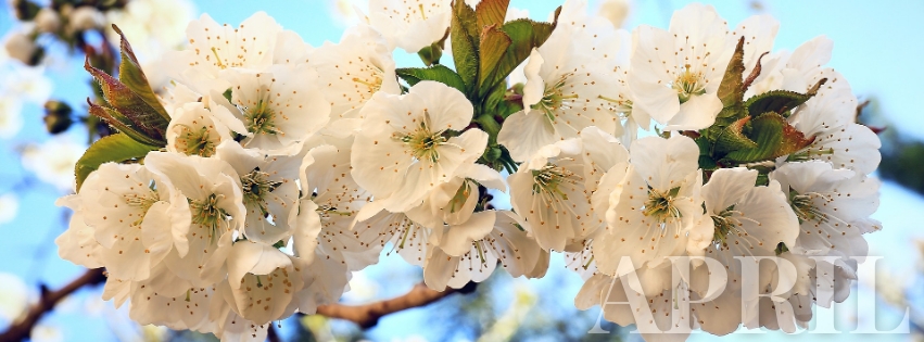 April Facebook cover template, blooming tree photo